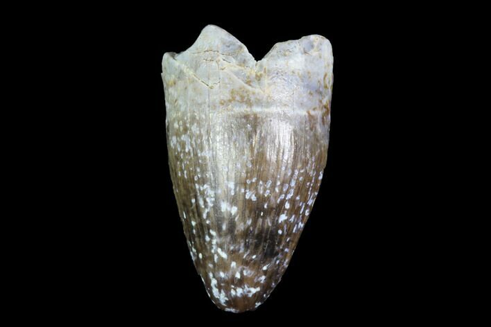 Cretaceous Crocodilian Tooth - North Dakota #88734